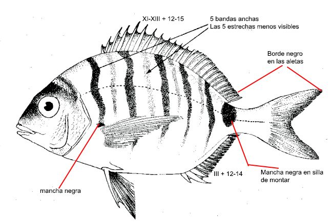 Diplodus sargus_01.jpg